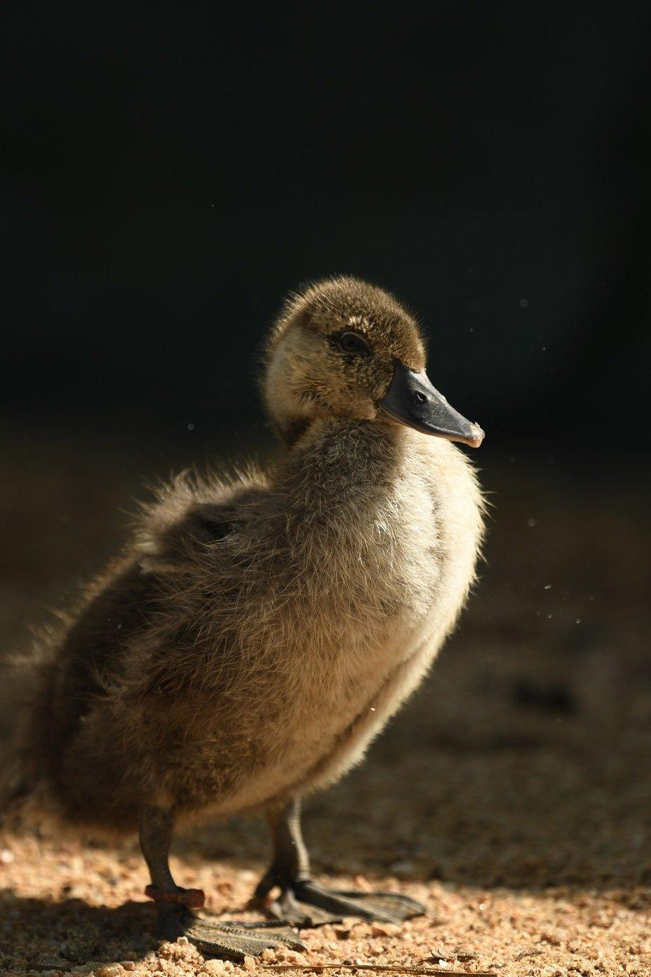 Fledgling at lakeside aviary