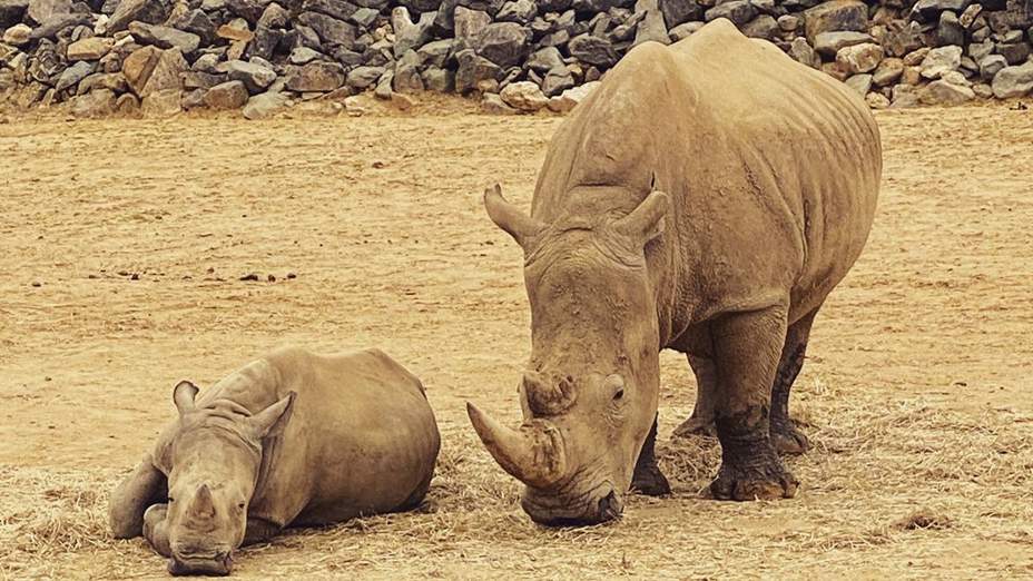 Two rhinos pictured at Colchester Zoo.