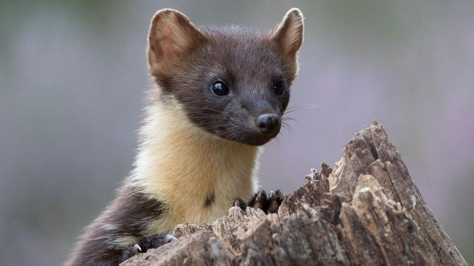 Pine marten peering over a tree stump