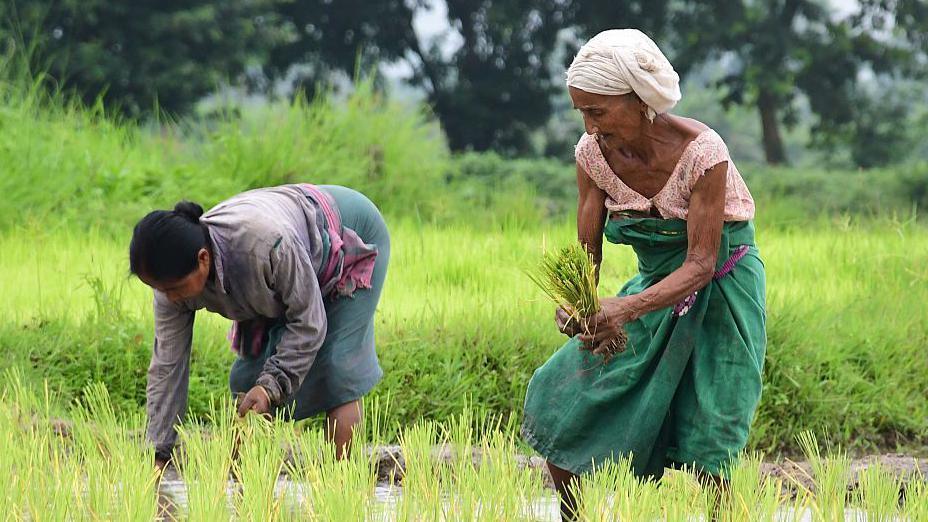 Women plant rice saplings in a paddy field on the outskirts of Guwahati, India, on July 20, 2025
