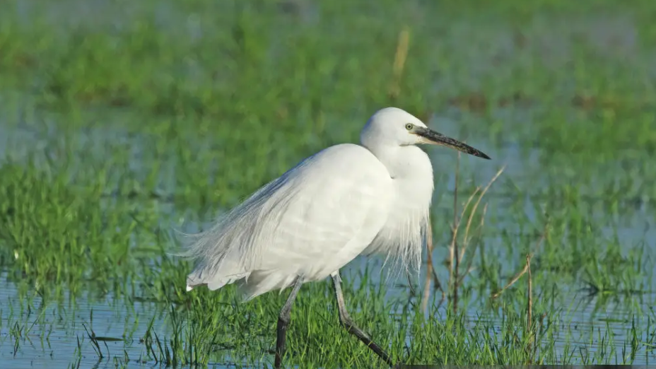 A Little Egret wading in marshy low-lying water. It has white feathers and a long straight beak