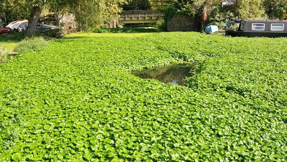 The plant covering a swathe of water in Leeds in 2022