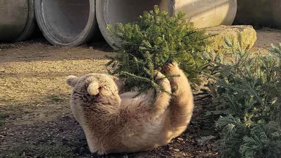 Laika the brown Syrian bear wrestles with an old spruce. The bear is light brown and is on her back with an old Christmas tree on her tummy, she has four large paws on the tree and is in an enclosure with large concrete tubes which she uses as a tunnel just behind her.