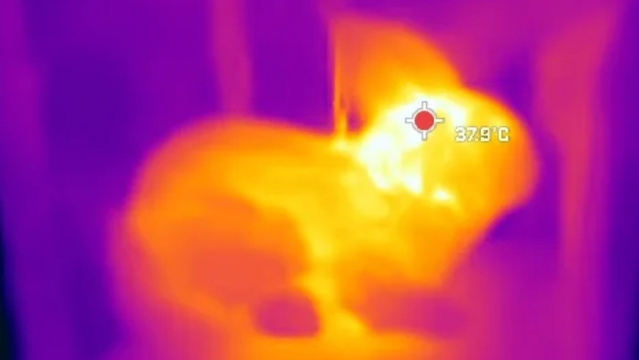 Infrared image of the robot rabbit