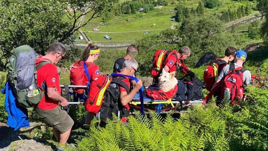 Eight people are carrying a big dog, which is securely tied to a stretcher, down a mountain path.