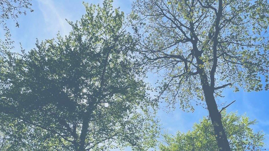 Two green trees and a blue sky 