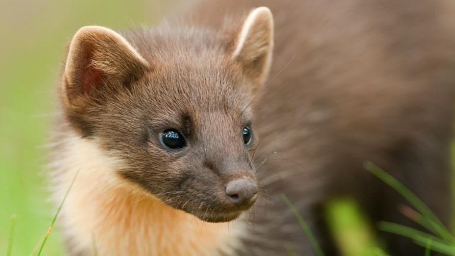 A close-up shot of a pine marten, which has brown fur, a white fur chest and long whiskers.