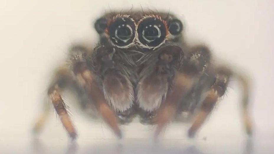 A close up short of a small brown fluffy spider. It is looking at the camera. 