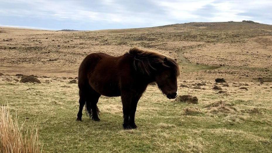A brown Dartmoor pony stands on a patch of grass on the moorland.