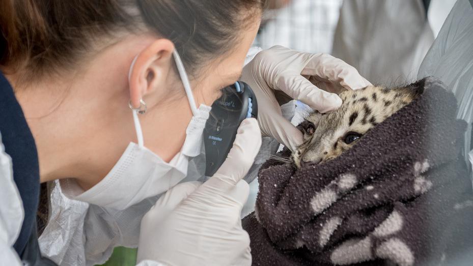 Snow leopard cub health check