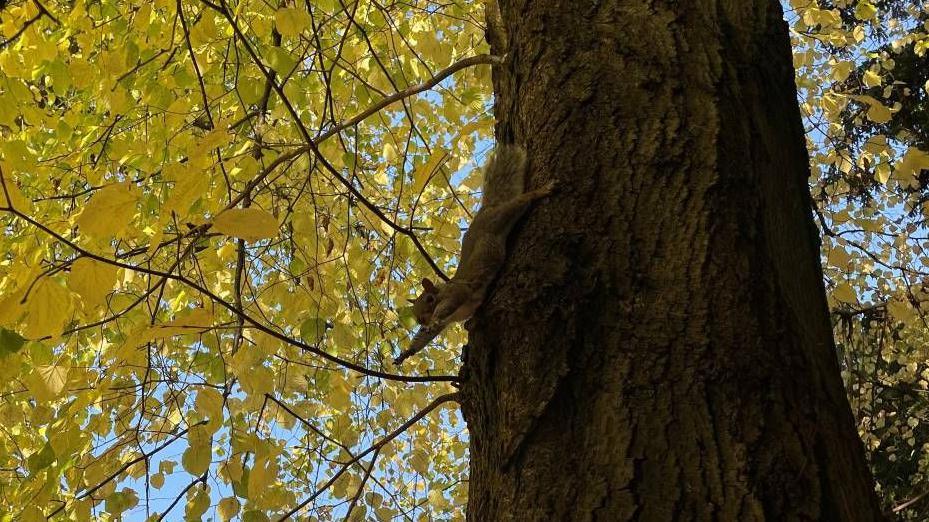 A squirrel jumping from a tree. The tree has green leaves.