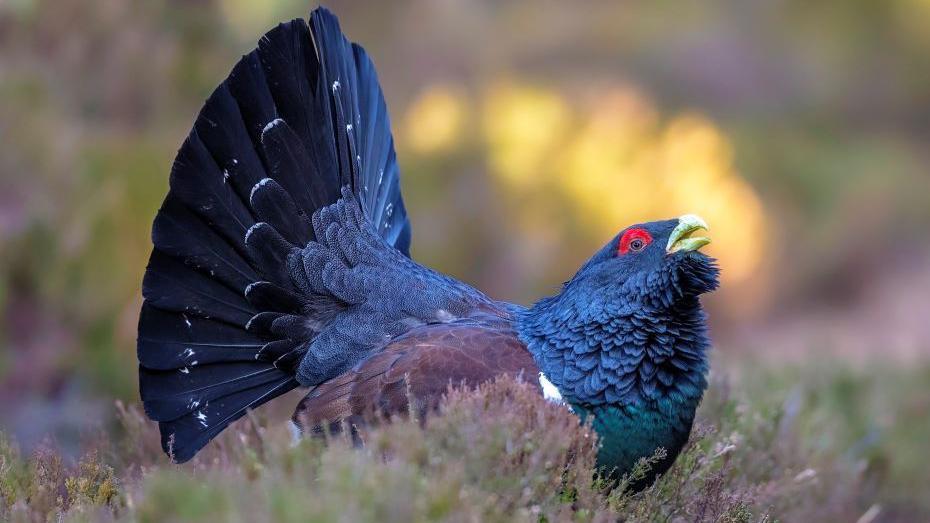 A male capercaillie with its tail features up and its beak open as it calls out