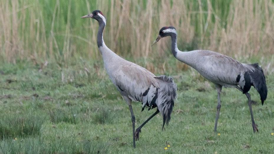 Two common crane birds walking on green grass.  The birds are both looking to the left and have light grey feathers and long thin legs. 