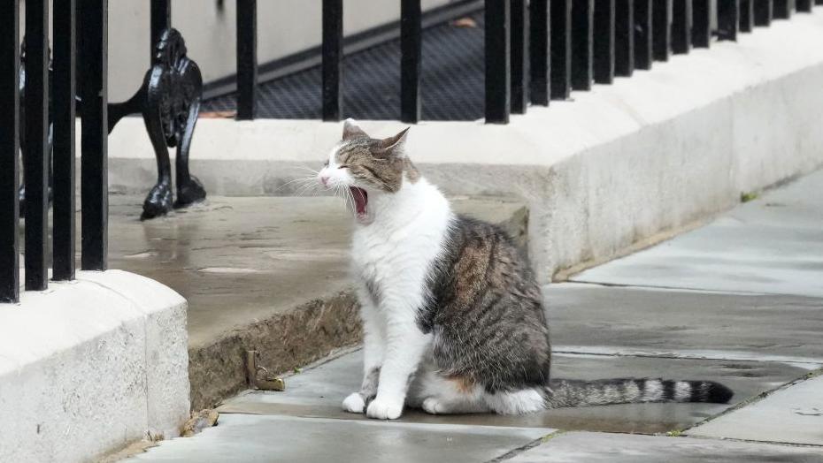 Larry the cat outside Downing street