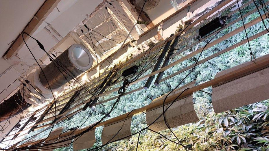 thousands of green cannabis plants are visible underneath rows of metal lighting and wires, which is hanging from the ceiling