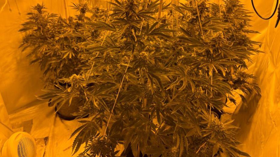 Cannabis plants with signs of hydroponics equipment