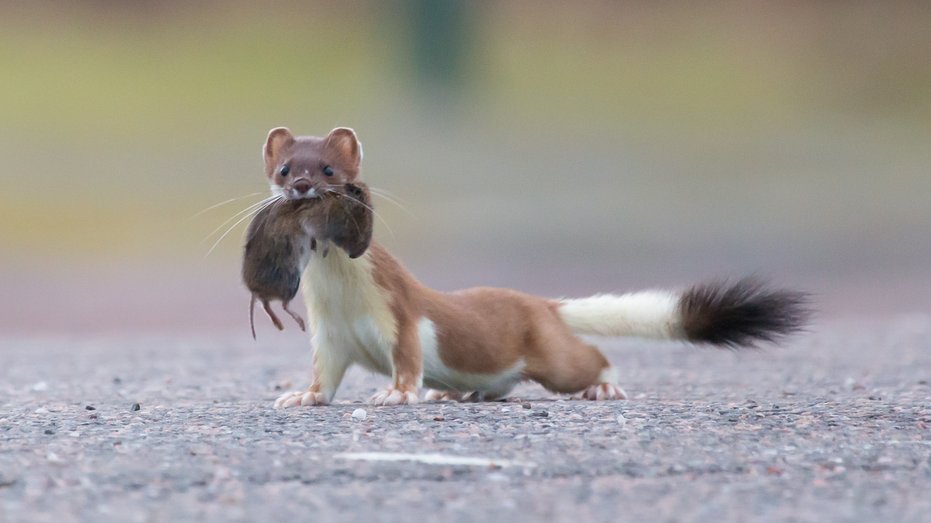 stoat with an orkney vole in mouth