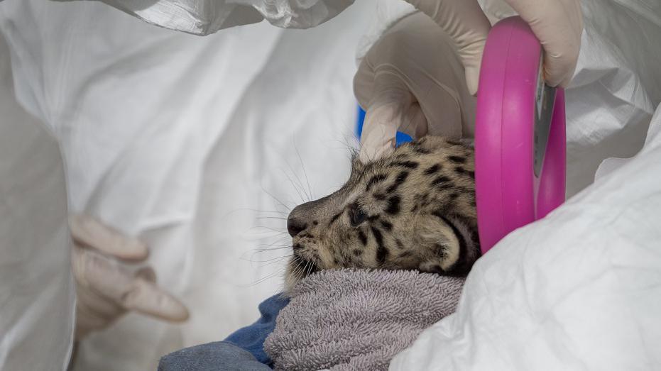 Snow leopard cub