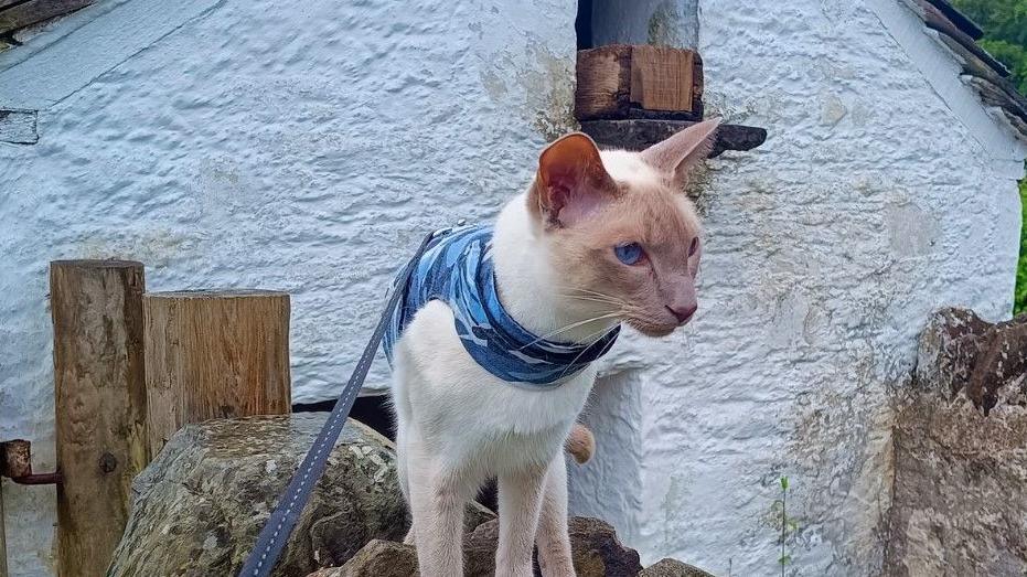 Felix the cat in St Fagans museum in Wales