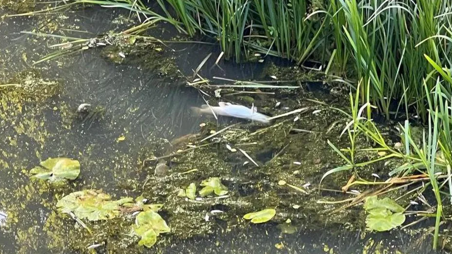 A dead fish floating in the canal, surrounded by weed and grasses lining the bank