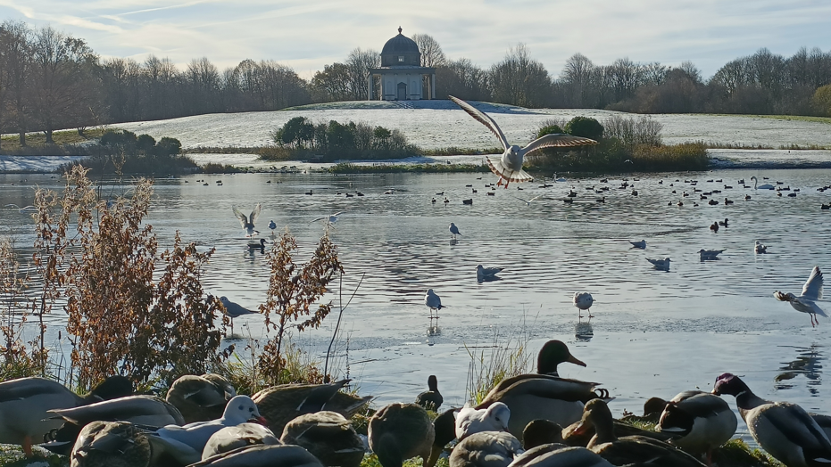 Birds huddle together next to a lake in Hardwick Park. Some are swimming, walking or flying above the water. The rising field on the other shore of the lake is covered in a thin layer of snow and frost. There is a building with a dome roof at the top of a small hill.