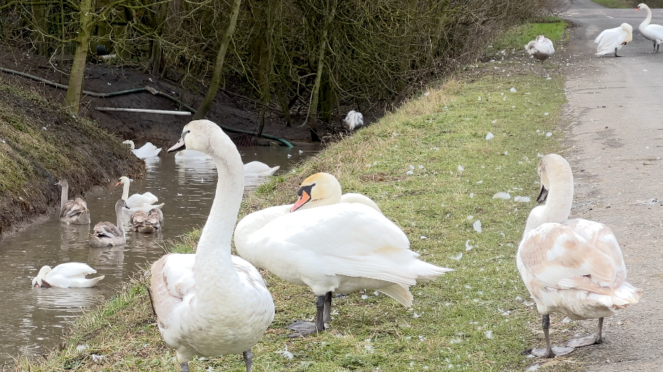 Three swans stand on the edge of a road overlooking a small river, which has other swans in.