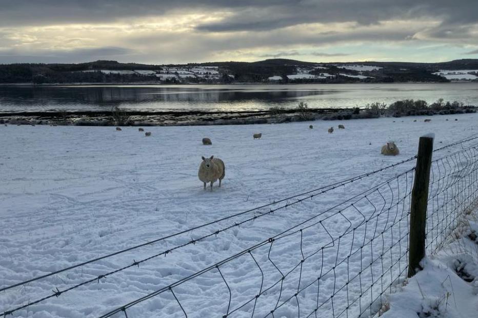 Sheep in snow in North Kessock