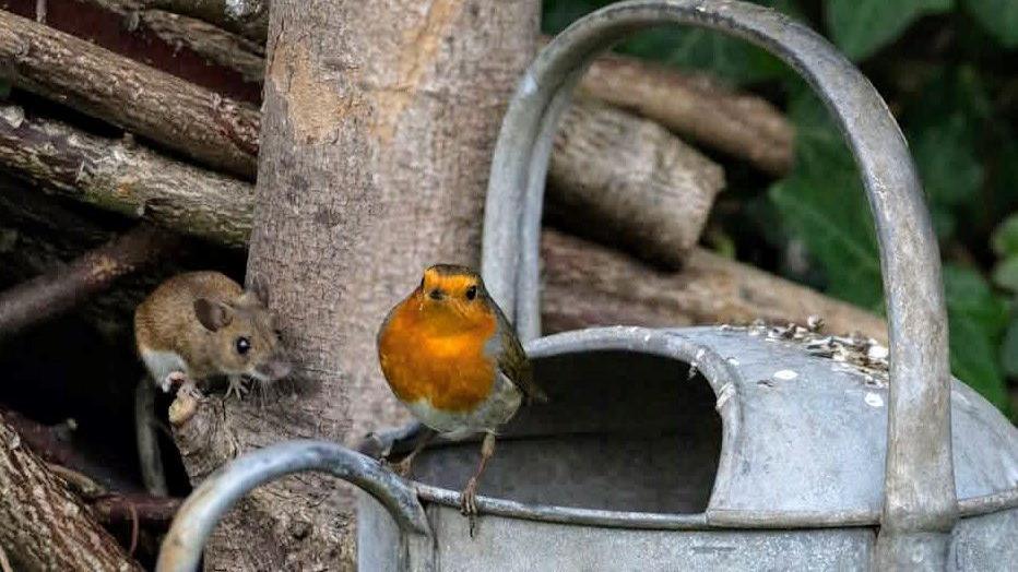 A robin sitting on a watering can. It is orange with grey and white feathers. The watering can is grey. There is a mouse to its left on a tree branch. It is brown and is looking at the robin. Several other branches can be seen in the background.