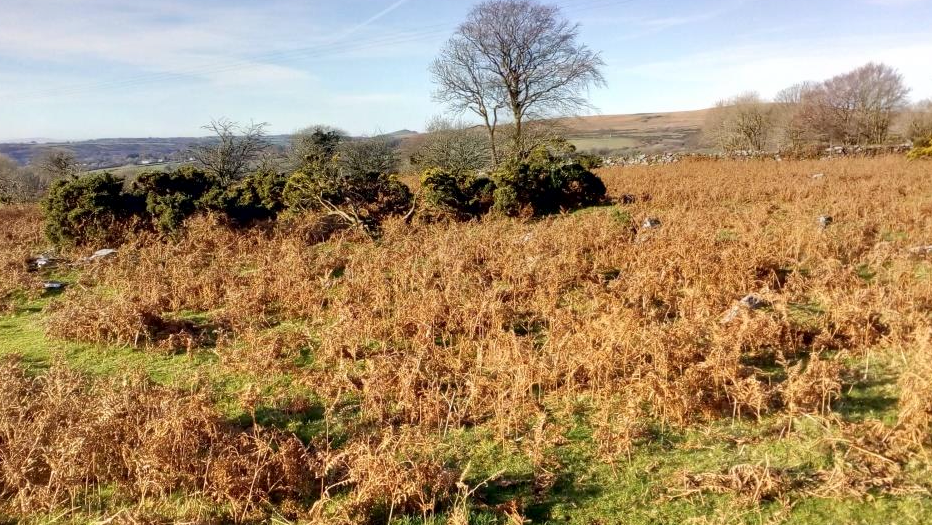 Blackdown Common