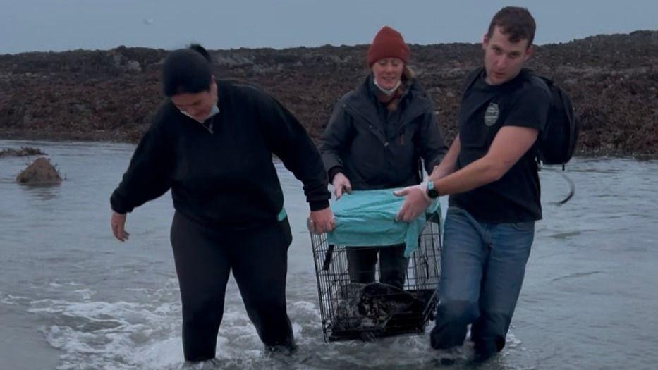 Volunteers stood in knee deep water wearing navy clothes. They are carrying a cage, which looks similar to a dog cage, and the grey seal is sat inside. There is a blue towel on the top of the cage. 