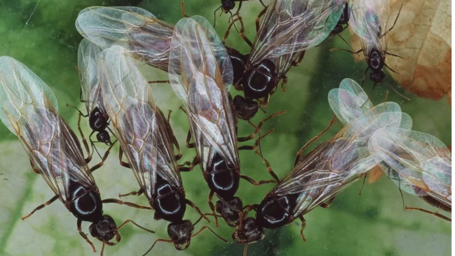 A close-up of flying ants