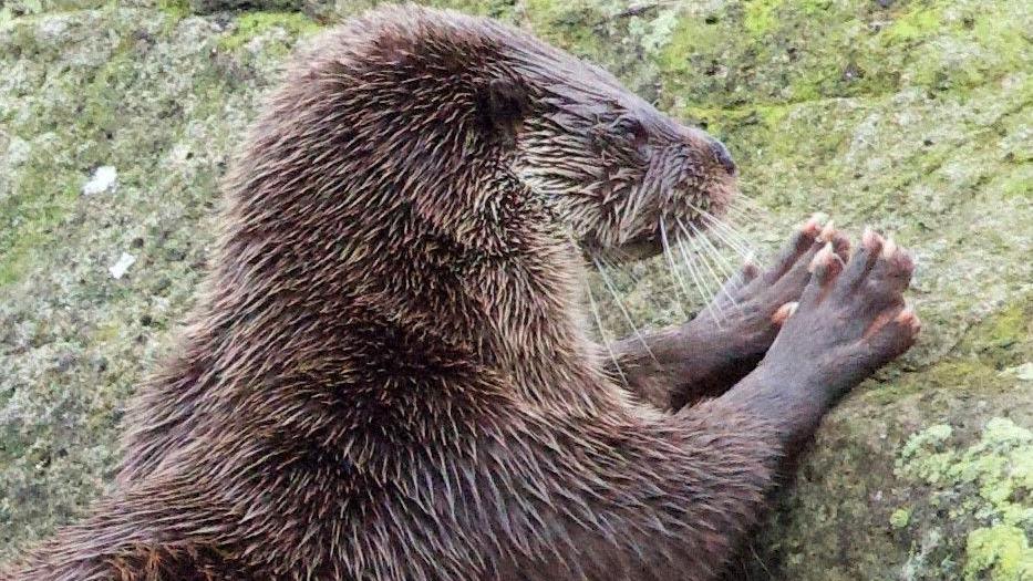 A wet otter rests on a mossy rock, showing its whiskers and paws.
