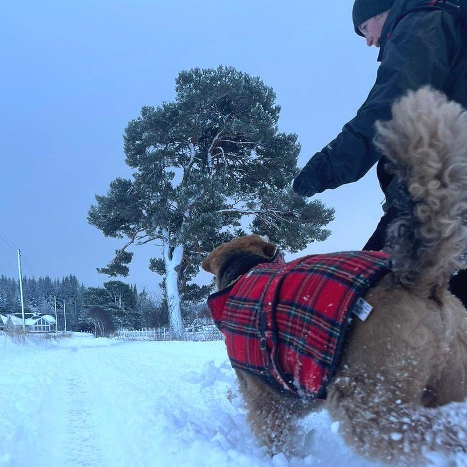 Wintry dog walk near Grantown on Spey