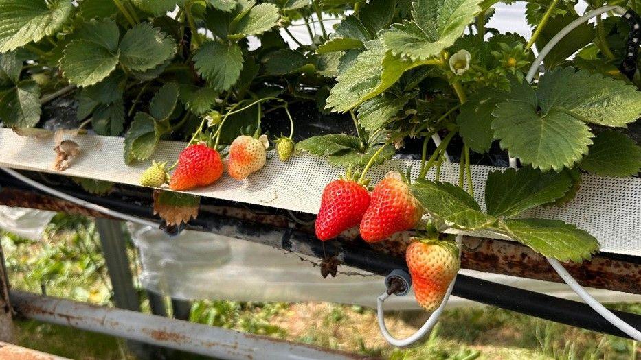 Strawberries growing 