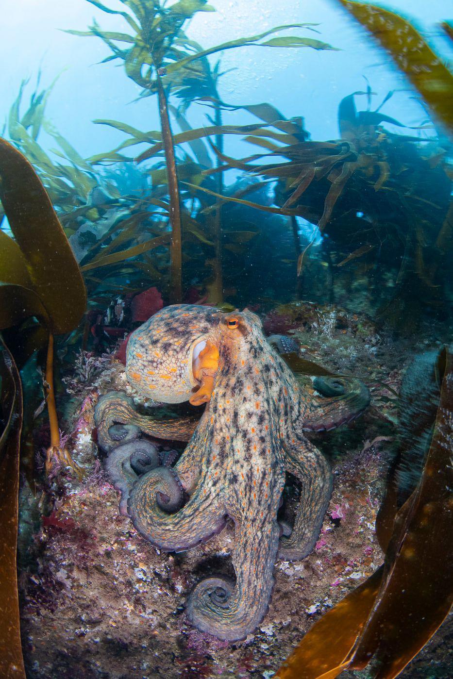 Octopus in kelp forest