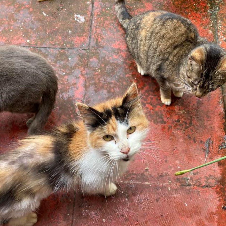 Barra feral cats