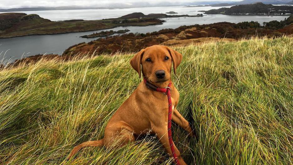 A dog stands in the green grass on hills above Oban. The dog is a puppy and is on a red leash. It is orange/brown in colour with a dark nose an eyes. It is sitting on long grass being blown by the wind. In the background, there is a grey sea and hills under a grey sky.