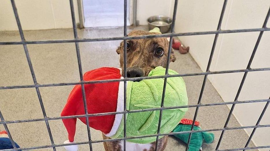 Nova, behind the fence of her kennel, holding a stuffed toy - it's a sprout wearing a Santa hat.