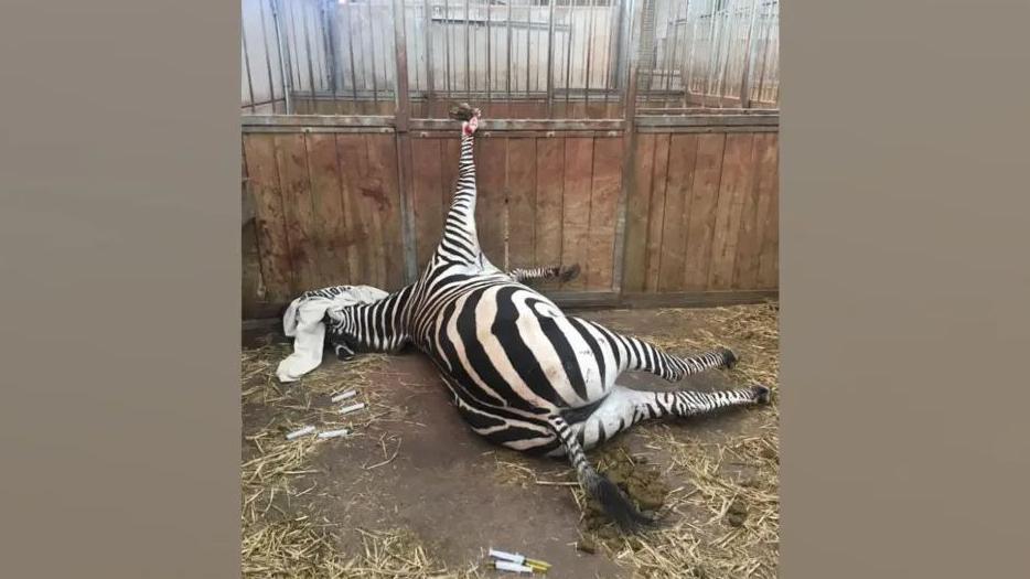 A zebra at South Lakes Safari Zoo is lying on its side in an indoor pen. The floor is hard and dotted with a small amount of straw, while two hypodermic needles are on the ground behind the animal. The zebra's right front leg is pointed upwards from its body as its hoof appears to be caught in bars which separate sections of the pen.