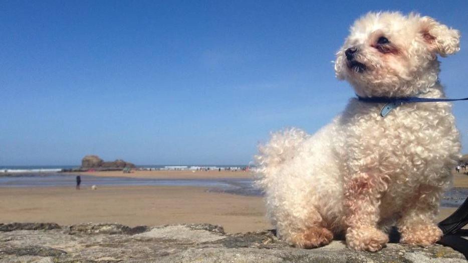 A small white dog sits looking into the distance on a granite wall in front of a wide, sandy beach.