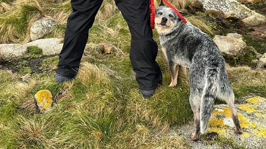 Kuki is turning her head to look at the camera. She is standing on ground covered with tufts of grass and lichen-covered rocks. To her left are her handler's legs. Kuki has a mixture of black, white and brown mid-length fur and she on a lead.