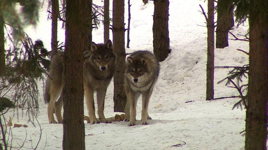 Wolves in forest