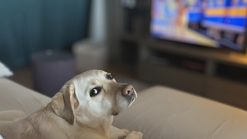 Luna the dog sits on the sofa and looks back towards the camera, while in the background the TV is on.
