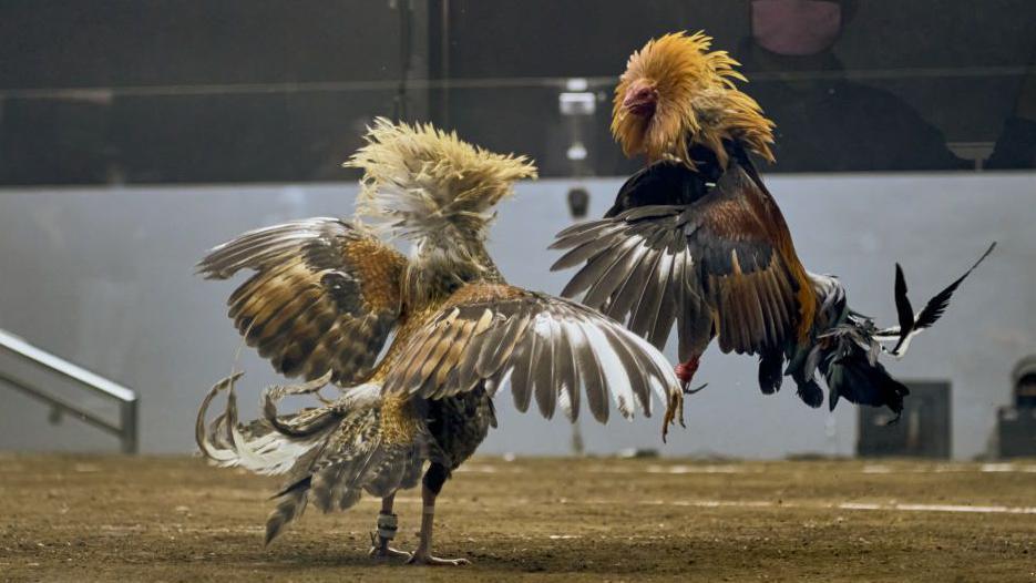 Two roosters in a cockfight in the Philippines