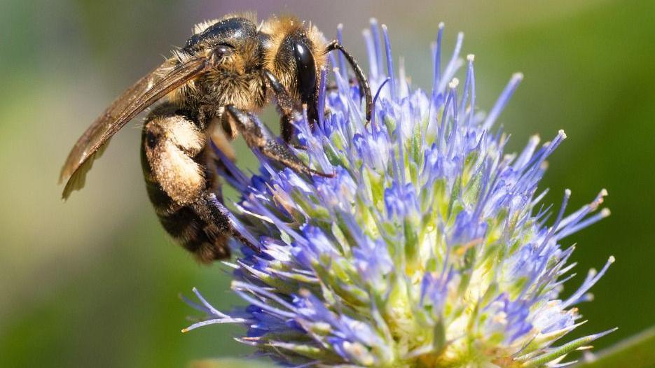 A Perkins' Mining Bee collecting nectar from a bright blue sea holly flower against a green background