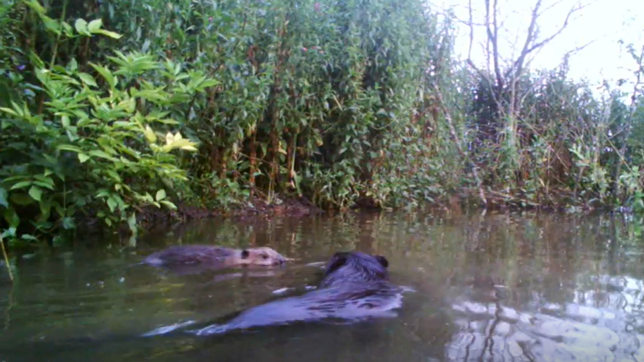 An image of a male beaver interacting with a kit in a pond with lots of heavy vegetation around 