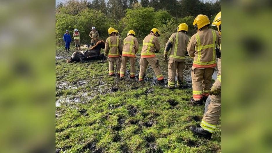 Firefighters trying to free the horse from the mud