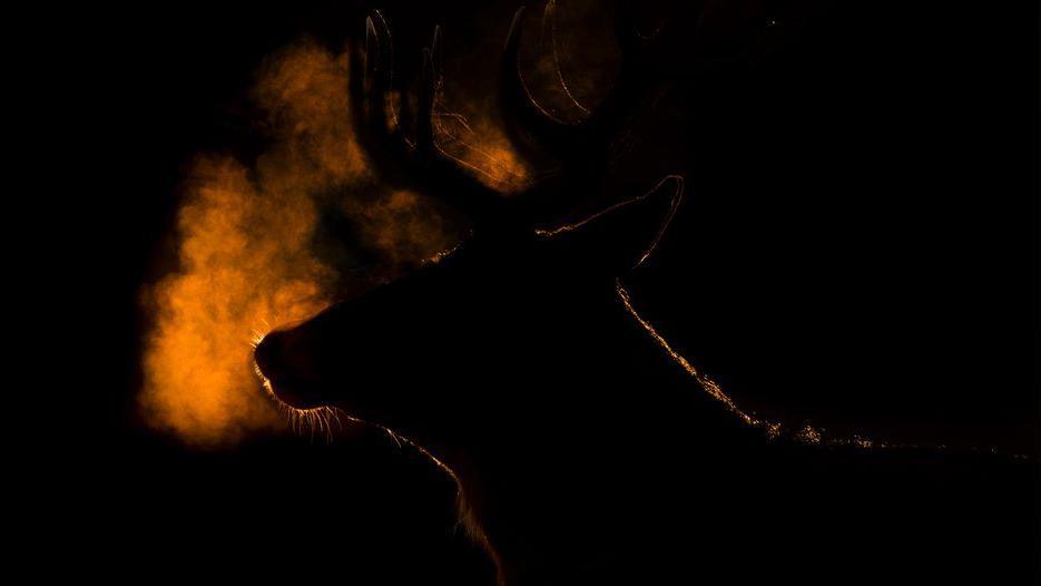 Stag seen orange mist behind it's head 