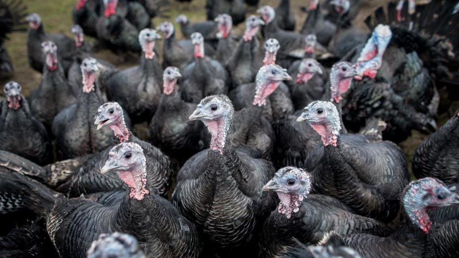 Various turkeys with grey heads and black bodies.