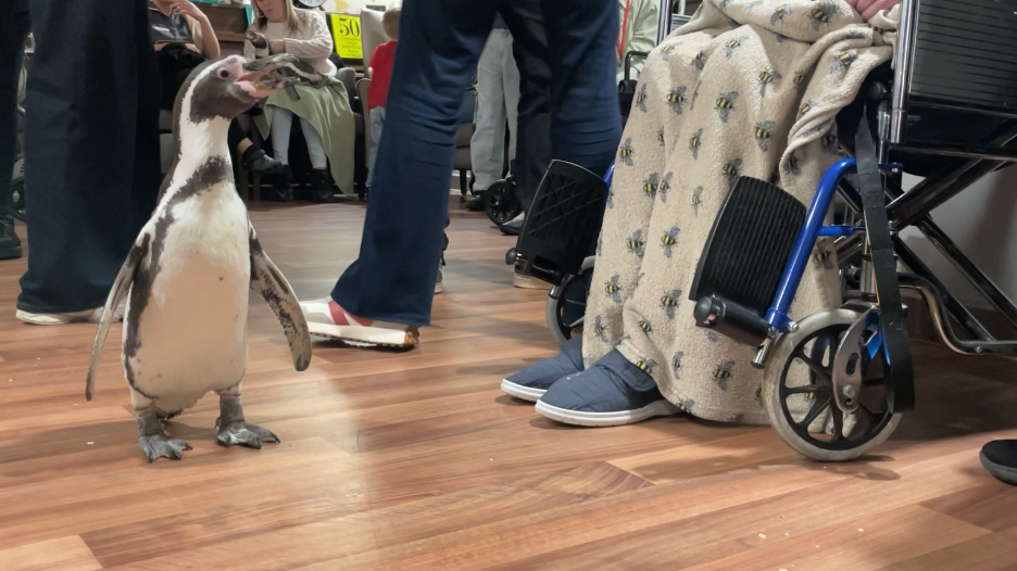 A penguin waddling about on the floor of a care home